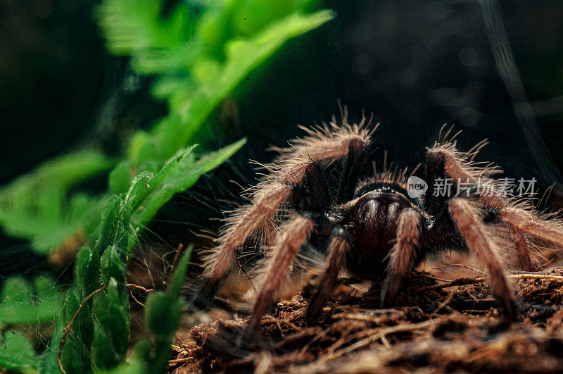 在一个容器里的cycyopelma cyaneopubescens细节